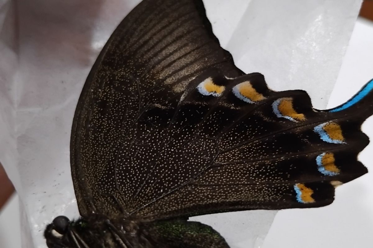 Salah satu satwa liar jenis Kupu-kupu yang gagal diselundupkan ke Hanoi, Vietnam.