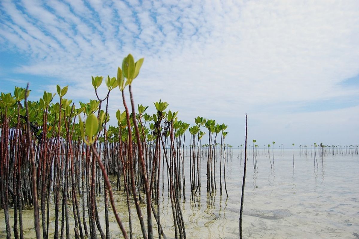 Ilustrasi hutan mangrove.