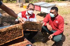 Mengecap Manisnya Budidaya Lebah Madu di Halaman Rumah