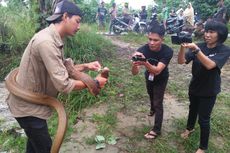 Cerita Amar, Si Penakluk King Kobra di Riau