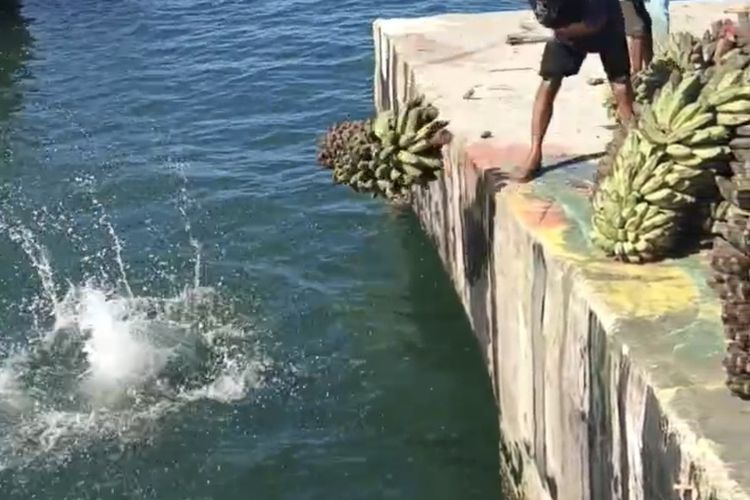 Pulau Enggano Masih Terisolasi: Petani Buang Pisang ke Laut, Kades Temui Presiden