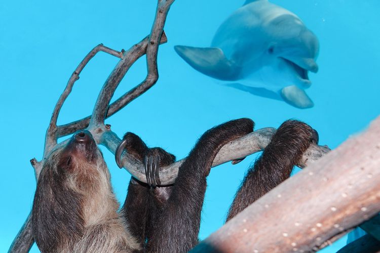 Lumba-lumba Texas State Aquarium bertemu kukang.