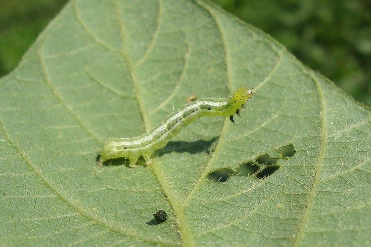 Ilustrasi ulat jengkal pada tanaman kacang hijau