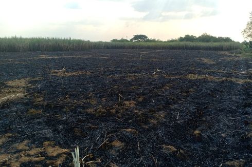 Seorang Petani Tewas Terbakar di Lahan Tebu