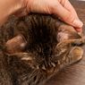 Penyebab Bulu Kucing Rontok Menurut Dokter Hewan, Bisa karena Rasnya