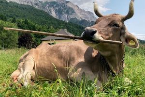 Sapi Veronika Mengguncang Sains: Bisa Memilih dan Menggunakan Alat