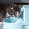 Kenapa Kucing Minum Terus? Ini Kata Dokter Hewan