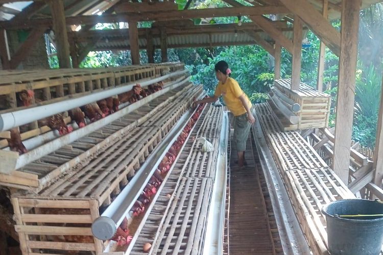 Peternak Ayam Petelur di Jember Menjerit Imbas Rupiah Melemah, Harga Pakan Melonjak