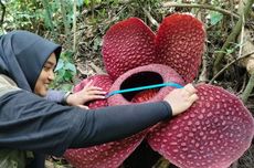 Bunga Rafflesia Jenis Tuan-Mudae Mekar Sempurna di Marambuang Agam