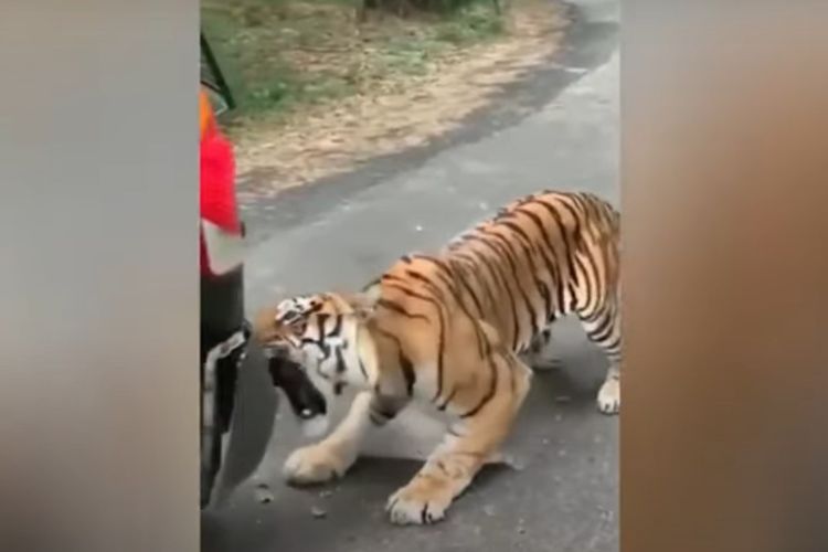 Tangkapan layar dari video yang memperlihatkan seekor harimau Bengal menggigit dan merobek bumper mobil jip, di Taman Nasional Bannerghatta, Bengaluru, India.