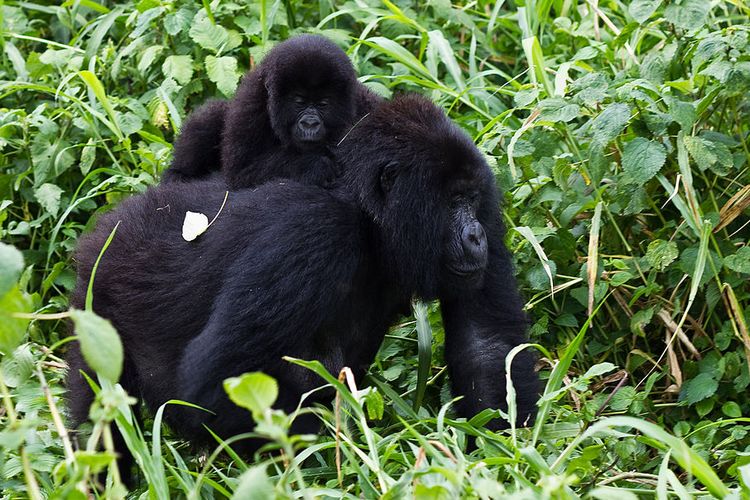 Gorila Gunung Afrika. Gorila gunung betina menggendong anaknya. Salah satu spesies gorila Afrika yang terancam punah.