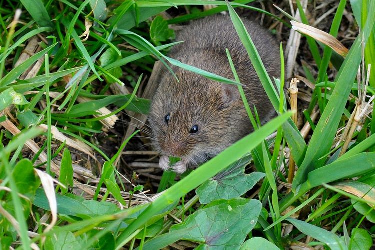 Ilustrasi hama tikus