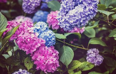 Warna bunga hydrangea yang sesuai kadar asam basa tanah tempatnya tumbuh.
