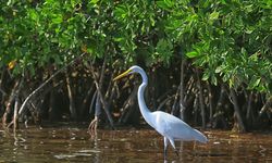 Eksistensi Mangrove Sangat Penting Melawan Perubahan Iklim