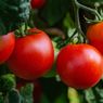 Cara Membuat Tomat yang Ditanam Lebih Manis