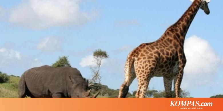 Unduh 480 Koleksi Gambar Gajah Dan Jerapah Paling Baru HD