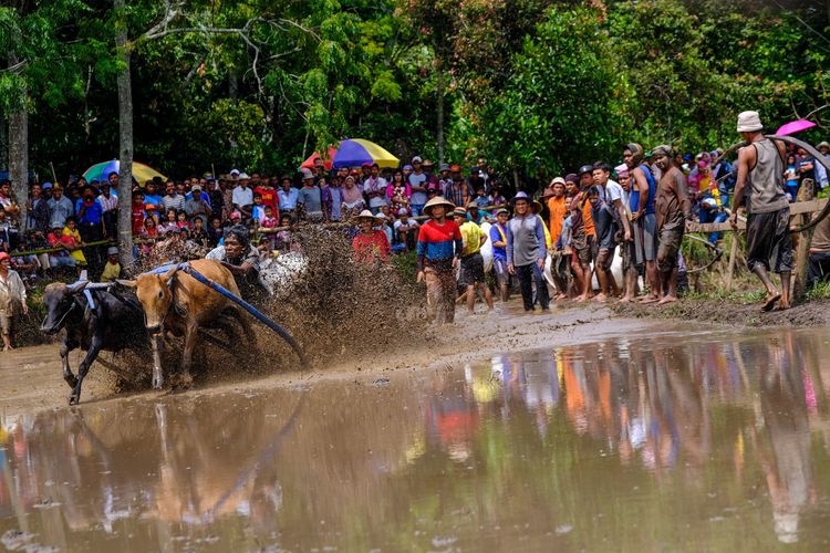 Seorang joki berusaha mengendalikan sapi (Jawi) saat mengikuti kegiatan olahraga tradisional Pacu Jawi di Tanah Datar, Sumatera Barat, Sabtu (17/3/2018). Pacu Jawi merupakan permainan olahraga tradisional yang diadakan usai panen padi dan telah menjadi atraksi wisata untuk menarik wisatawan asing dan wisatawan lokal.