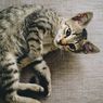 Perhatikan, Penyebab Bulu Kucing Rontok dan Cara Mengatasinya