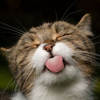 Ilustrasi kucing, ilustrasi lidah kucing.