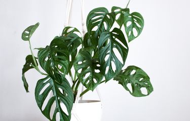 Ilustrasi tanaman hias Monstera adansonii atau janda bolong. 