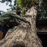 Kesadaran Perizinan Masih Minim, Pemprov DKI Ungkap Ada 39 Kasus Penebangan Pohon Ilegal dalam 5 Tahun Terakhir