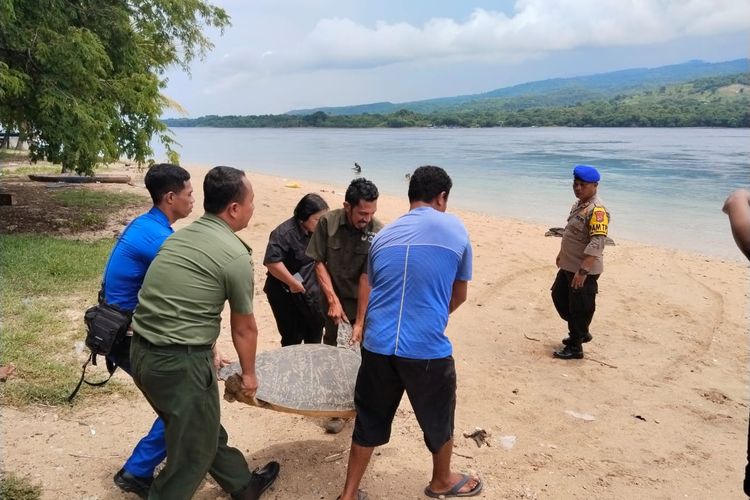 Petugas Polairud bersama sejumlah pihak terkait lainnya sedang melepasliarkan penyu di Perairan Kabupaten Flores Timur, Nusa Tenggara Timur (NTT). 