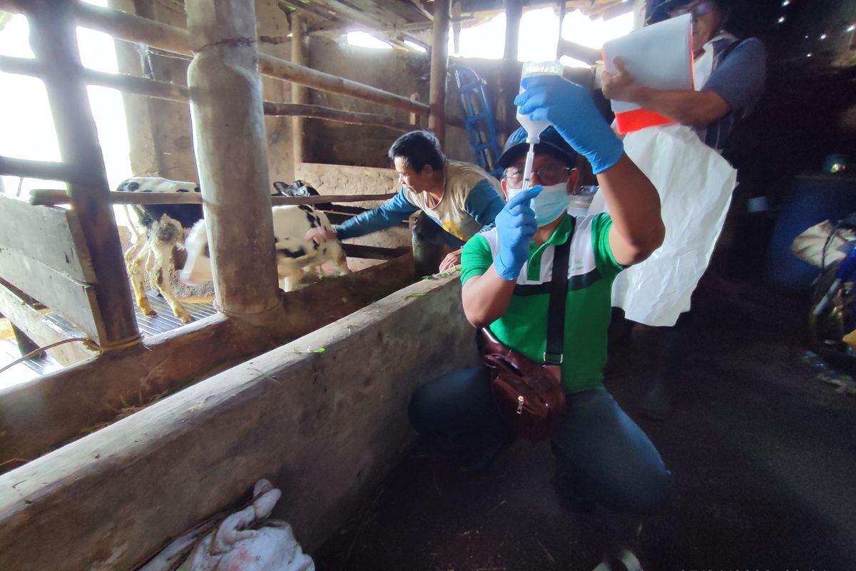 Medik Veteriner Dinas Perikanan dan Peternakan Kabupaten Kuningan, Jawa Barat, Rofiq, bersama sejumlah petugas puskeswan, dokter hewan koperasi, dan juga peternak, bersama-sama melakukan vaksinasi PMK di Desa Palutungan, Kecamatan Cigugur, Kabupaten Kuningan, Sabtu (25/6/2022).