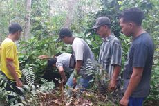  Harimau Sumatera dan Dua Anaknya Ditemukan di Kebun Karet Warga Riau 