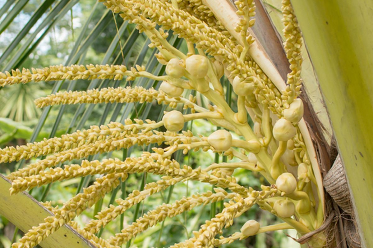 Ilustrasi bunga kelapa.