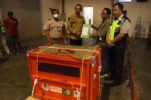 Kisah Astuti, Orang Utan yang Terselamatkan dari Perdagangan Satwa Liar