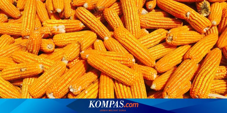 Koopsudnas Gelar Panen Raya di Lanud Atang Sendjaja