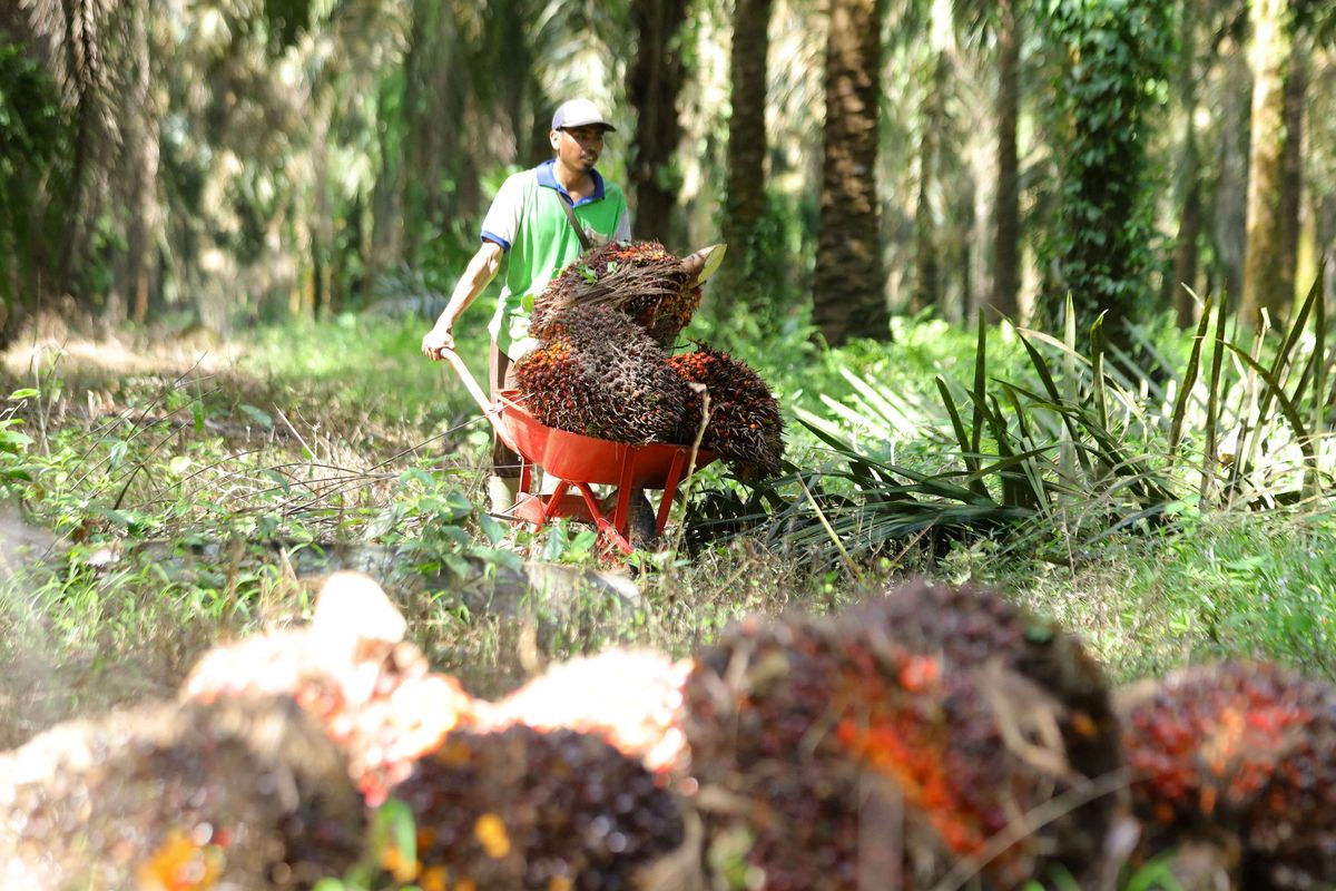 Petani mengumpulkan buah sawit hasil panen di perkebunan Mesuji Raya, Ogan Komering Ilir,  Sumatera Selatan, Senin (9/5/2022). Gabungan Pengusaha Kelapa Sawit Indonesia (GAPKI) mengungkapkan ekspor CPO Indonesia anjlok pada Mei 2022.