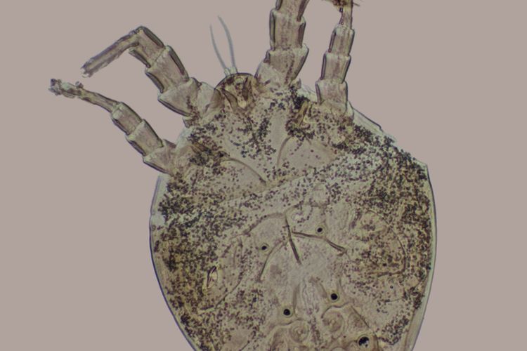 Ilustrasi kumbang tepung.