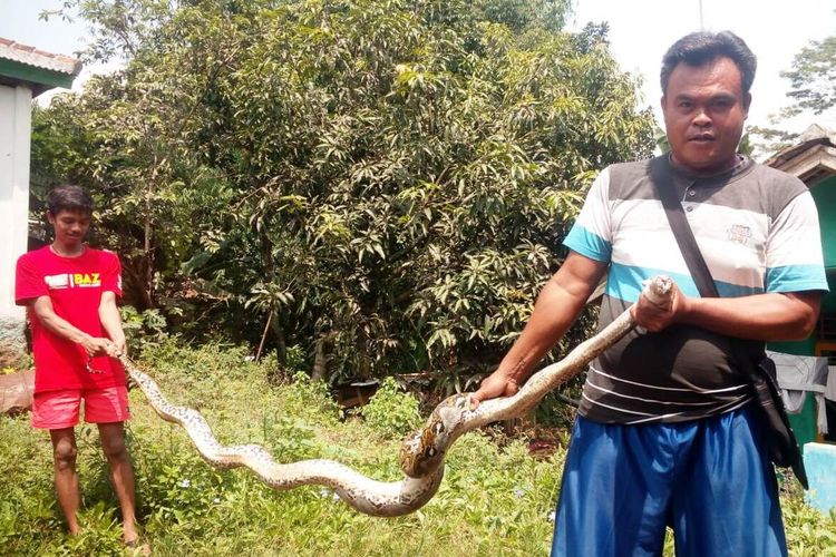 Warga Kampung Kandang Sapi, Cilaku, Kabupaten Cianjur, Jawa Barat memerlihatkan ular piton sepanjang 4 meter yang berhasil ditangkap mereka di sebuah saluran air pinggir gang.(KOMPAS.COM/FIRMAN TAUFIQURRAHMAN)

