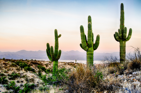 Kaktus: Sejarah, Klasifikasi, dan Morfologinya 