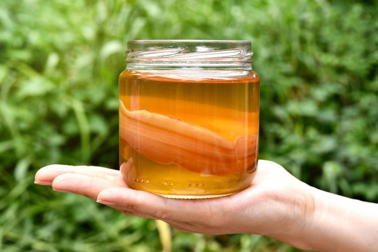 IlustrasI scoby untuk membuat kombucha.