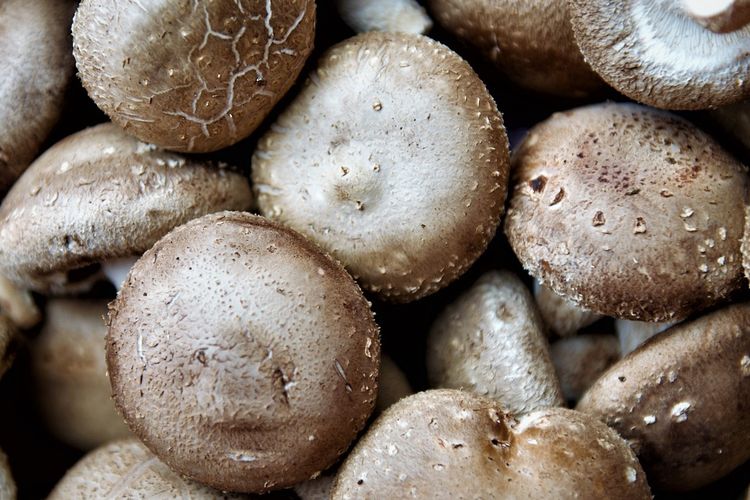 Ilustrasi jamur shiitake. 