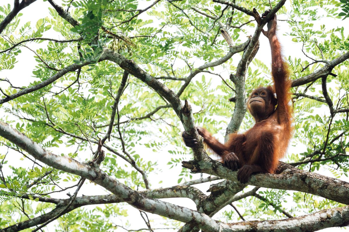 Orang utan, hewan yang dilindungi dan termasuk spesies terancam punah.