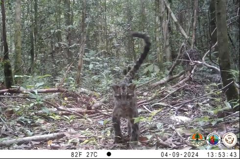 Momen Langka, Induk dan 2 Anak Macan Dahan Kalimantan Terekam Kamera