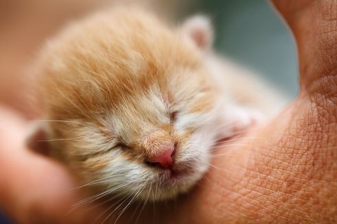 Mengapa Mata Anak Kucing Tertutup Saat Lahir?