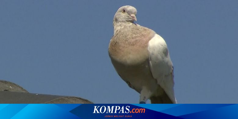 Merpati Balap Yang Terbang Setara Sabang Merauke Pp Bakal Dibunuh Pria Yang Merawatnya Bercerita Halaman All Kompas Com