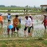 Presiden Jokowi Ikut Menanam Padi bersama Para Petani di Tuban