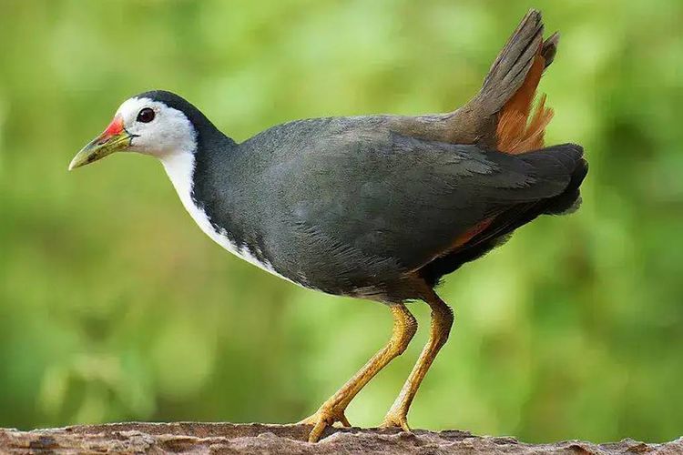 Tak Cuma Enak, Nutrisi Burung Ruak-ruak Lebih Tinggi Dibanding Puyuh dan Ayam