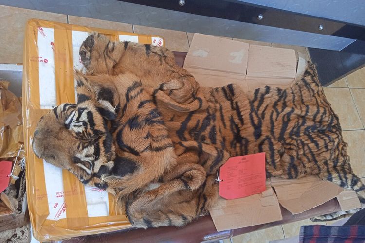 Kulit harimau sumatera yang diamankan di Pelabuhan Bakauheni.