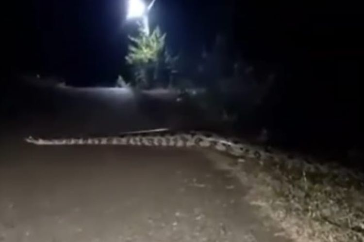 Seekor ular besar diklaim telah melintasi jalan raya di Desa Tumbrasanom. Namun, ahli menyebut ular dalam video bukan ular asli. 