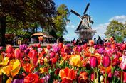Festival Bunga Tulip Terbesar di Belanda Dibuka untuk Umum