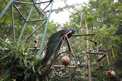 Gembira Loka Zoo Terima Wisatawan Usia di Bawah 12 Tahun 