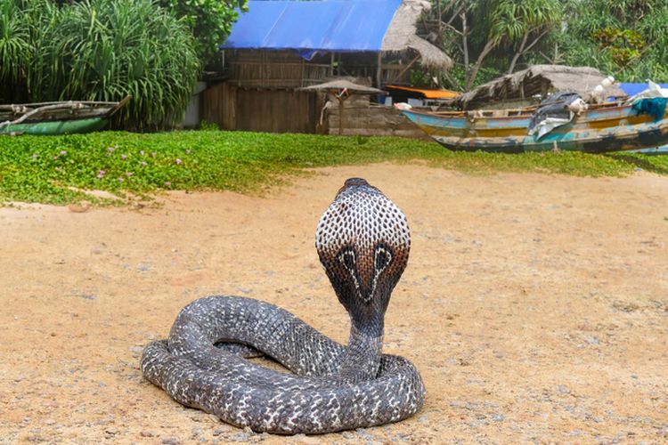 Ilustrasi king cobra.