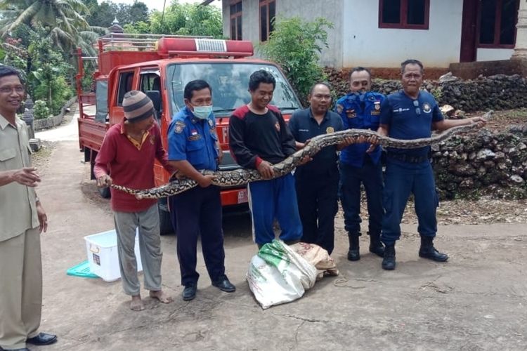 Ular Sanca Kembang diamankan petugas UPT Damkar BPBD Gunungkidul