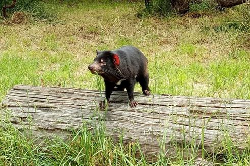 Kisah Tasmanian Devil Lolos dari Kepunahan Usai Selamat dari 
